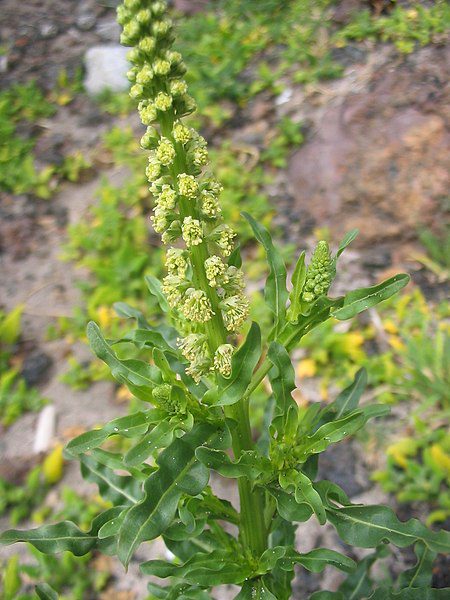 REZEDA ŻÓŁTAWA- RESEDA LUTEOLA - MIODODAJNA - obrazek 2