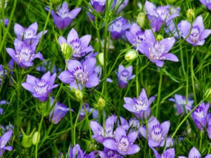 CZARNUSZKA BUCHARSKA - NIGELLA BUCHARICA BLUE STARS