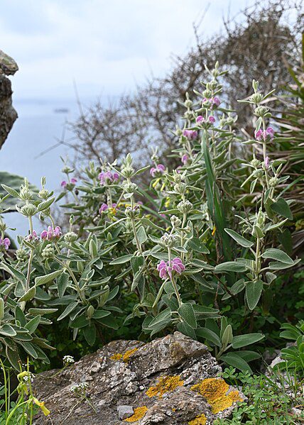 ŻELEŹNIAK PURPUROWY - PHLOMIS PURPUREA - obrazek 3