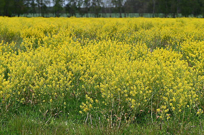 GORCZYCZNIK - ZIELE ŚWIĘTEJ BARBARY - BARBAREA VULGARIS VARIEGATA - obrazek 4