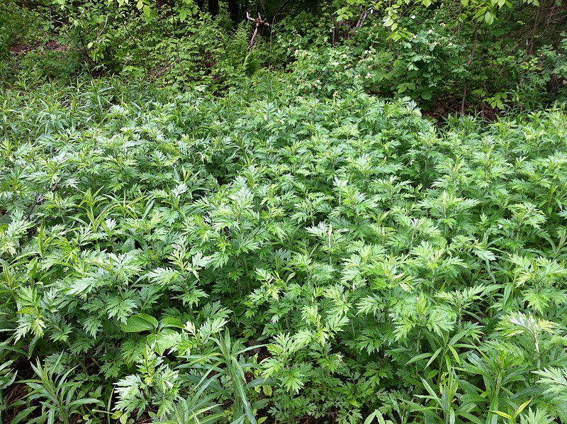BYLICA CHIŃSKA - ARTEMISIA ARGYI - CUDO CHIŃSKIEJ MEDYCYNY - MUGWORT - obrazek 2
