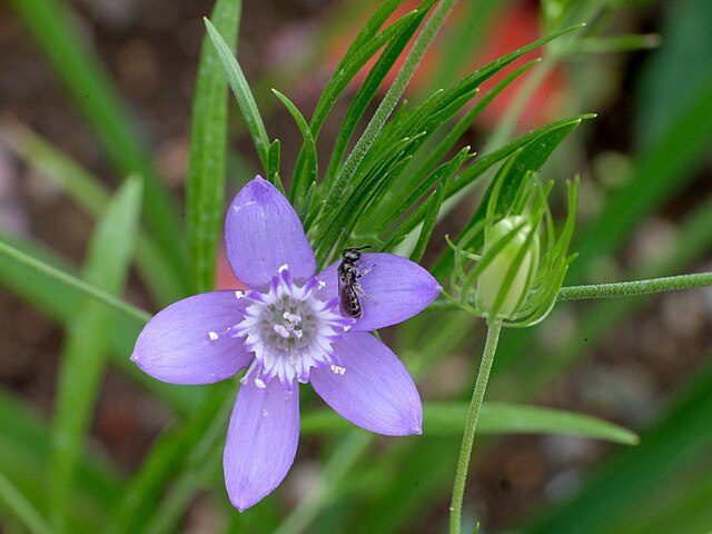 CZARNUSZKA BUCHARSKA - NIGELLA BUCHARICA BLUE STARS - obrazek 2