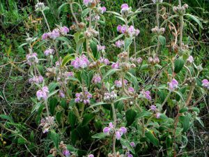 ŻELEŹNIAK PURPUROWY - PHLOMIS PURPUREA