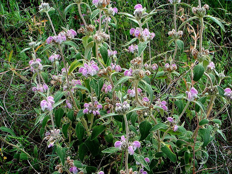 ŻELEŹNIAK PURPUROWY - PHLOMIS PURPUREA