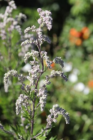 BYLICA CHIŃSKA - ARTEMISIA ARGYI - CUDO CHIŃSKIEJ MEDYCYNY - MUGWORT