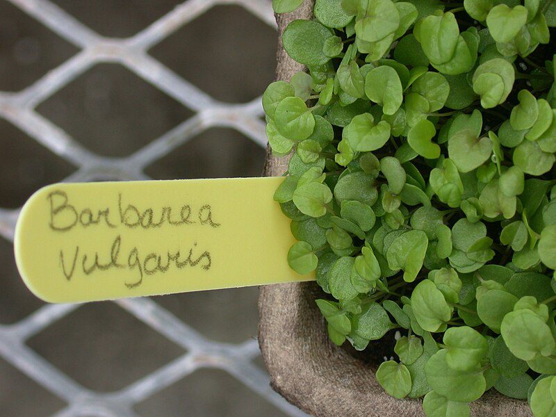 GORCZYCZNIK - ZIELE ŚWIĘTEJ BARBARY - BARBAREA VULGARIS VARIEGATA - obrazek 3