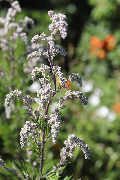 BYLICA CHIŃSKA - ARTEMISIA ARGYI - CUDO CHIŃSKIEJ MEDYCYNY - MUGWORT
