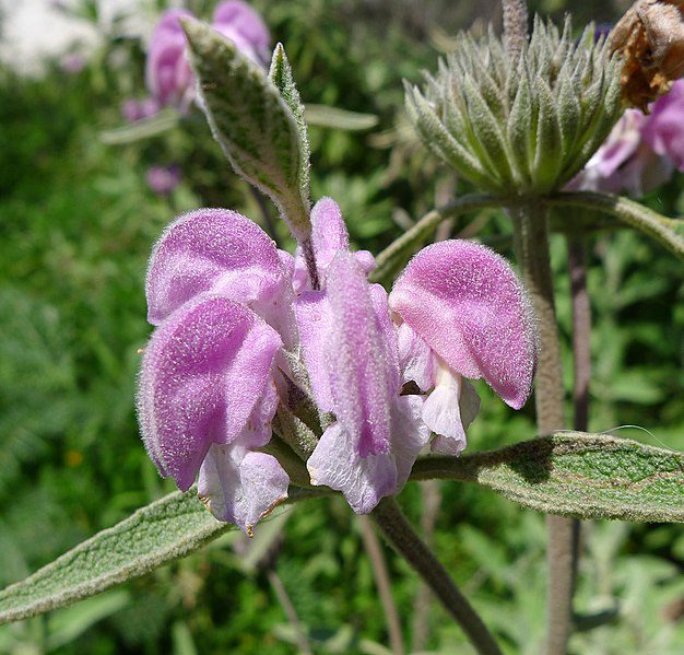ŻELEŹNIAK PURPUROWY - PHLOMIS PURPUREA - obrazek 4