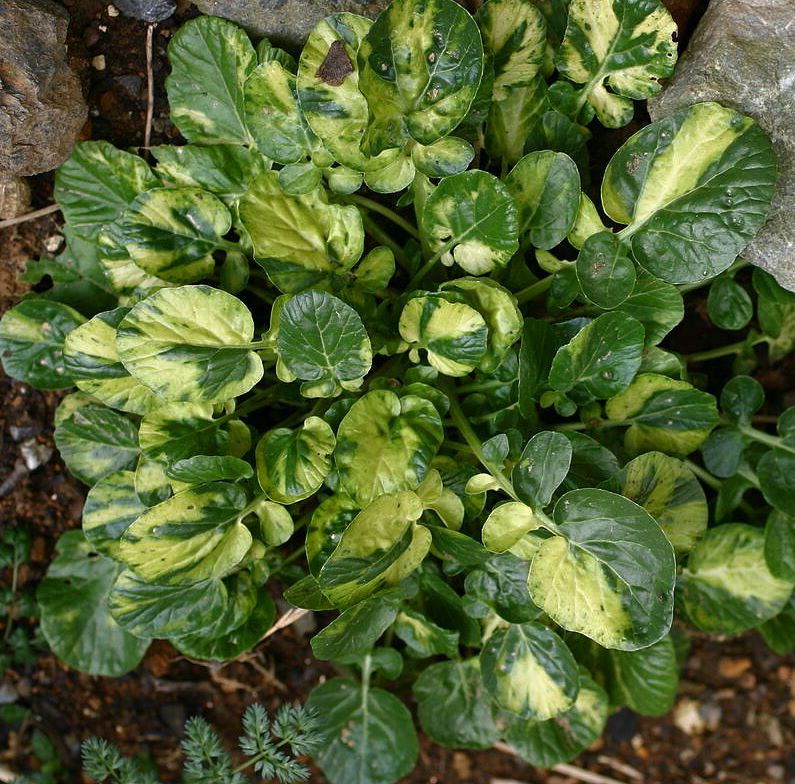 GORCZYCZNIK - ZIELE ŚWIĘTEJ BARBARY - BARBAREA VULGARIS VARIEGATA - obrazek 2