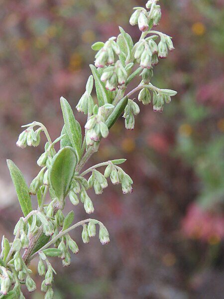 BYLICA CHIŃSKA - ARTEMISIA ARGYI - CUDO CHIŃSKIEJ MEDYCYNY - MUGWORT - obrazek 4