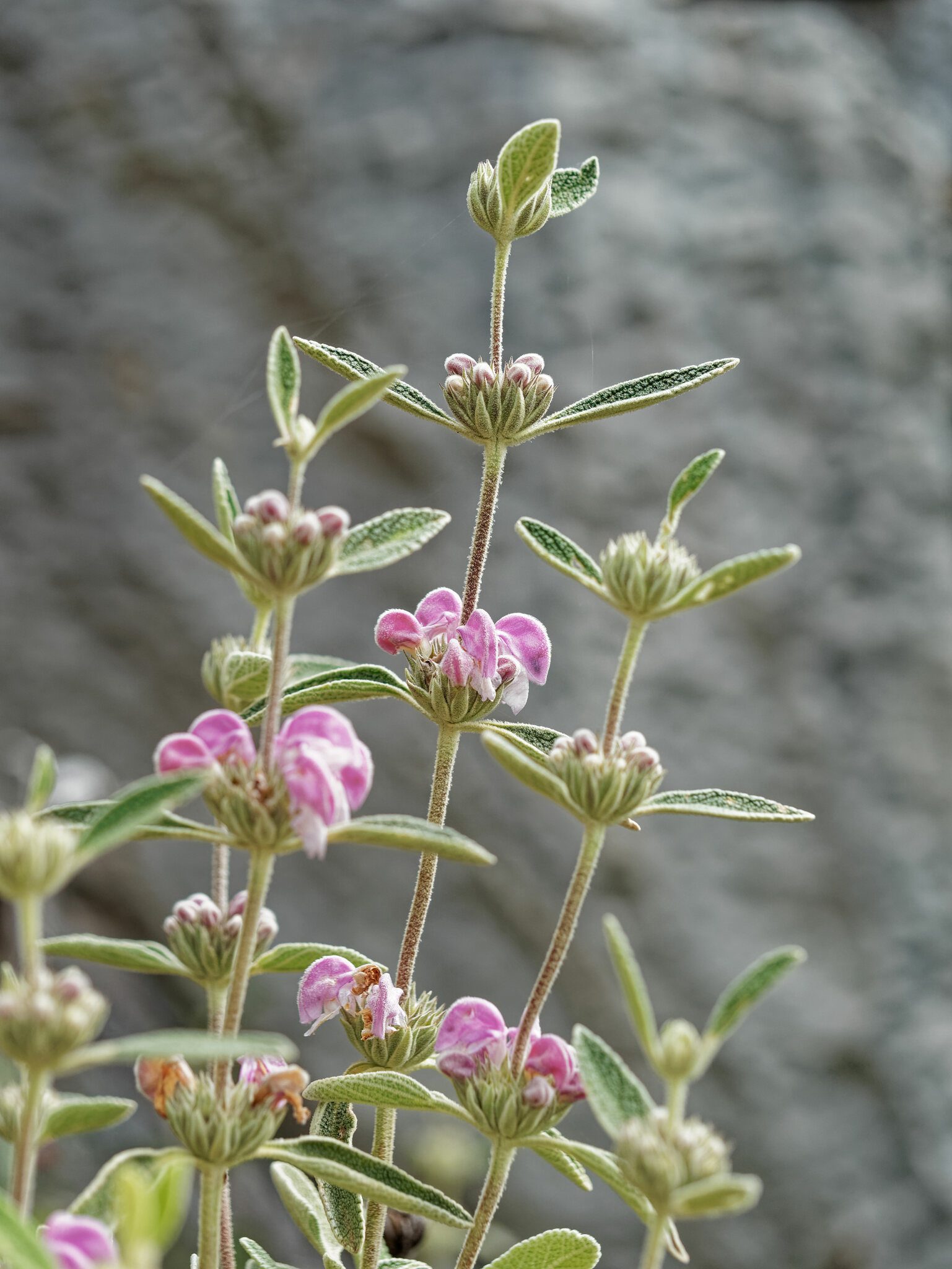 ŻELEŹNIAK PURPUROWY - PHLOMIS PURPUREA - obrazek 2