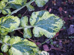 GORCZYCZNIK - ZIELE ŚWIĘTEJ BARBARY - BARBAREA VULGARIS VARIEGATA