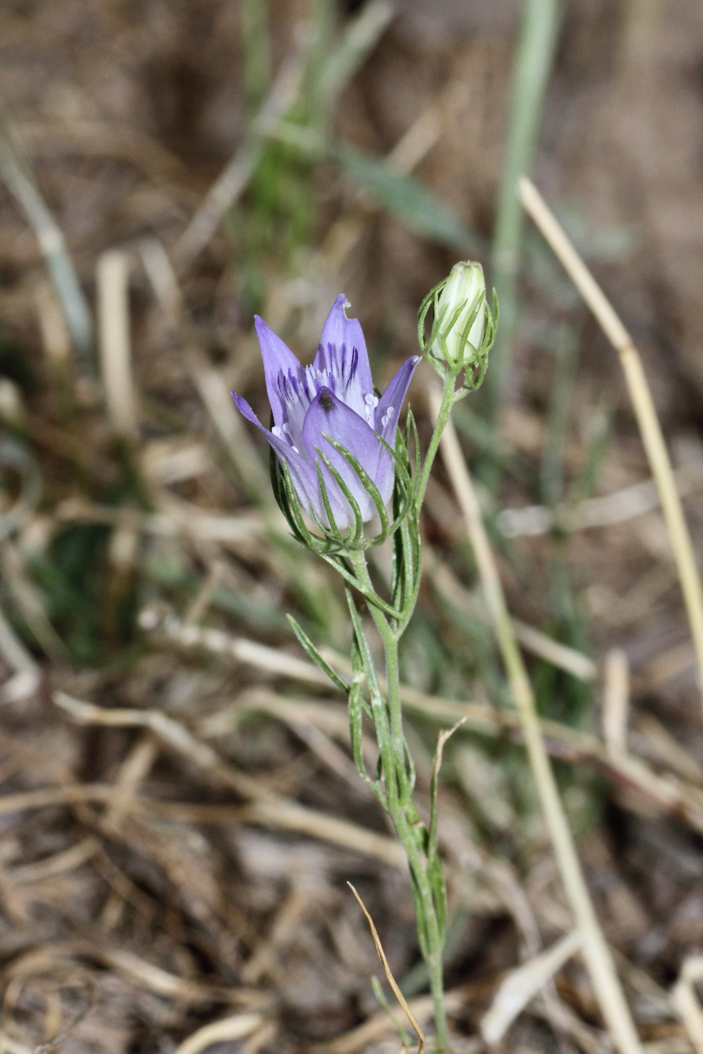 CZARNUSZKA BUCHARSKA - NIGELLA BUCHARICA BLUE STARS - obrazek 4