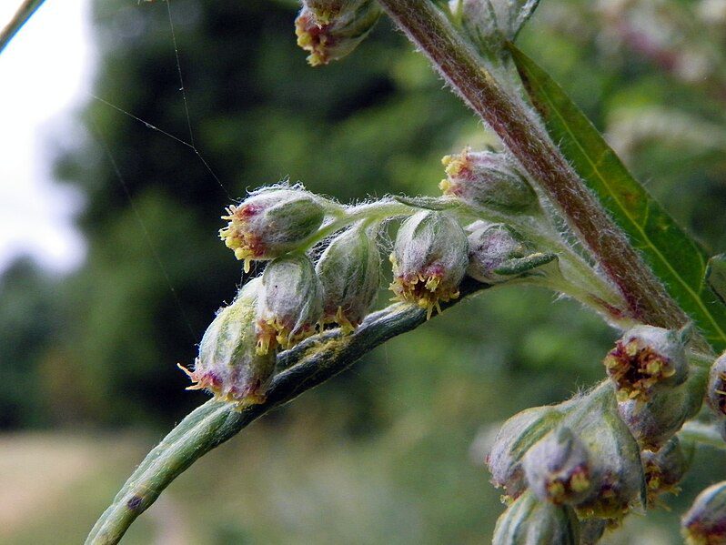 BYLICA CHIŃSKA - ARTEMISIA ARGYI - CUDO CHIŃSKIEJ MEDYCYNY - MUGWORT - obrazek 3