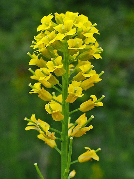 GORCZYCZNIK - ZIELE ŚWIĘTEJ BARBARY - BARBAREA VULGARIS VARIEGATA - obrazek 5