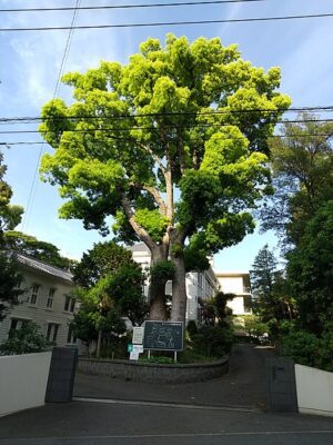 CYNAMONOWIEC KAMFOROWY - CINNAMOMUM CAMPHORA