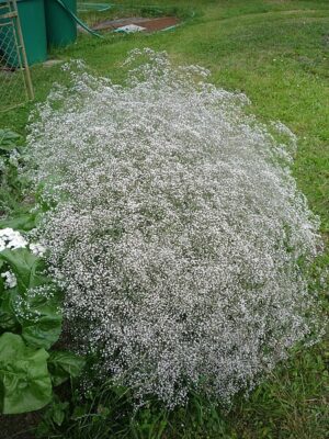 GIPSÓWKA WIECHOWATA - ŁYSZCZEC WIECHOWATY - GIPSOPHILA PANICULATA