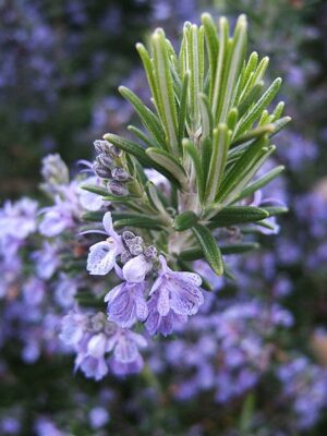 ROZMARYN LEKARSKI - ROSMARINUS OFFICINALIS