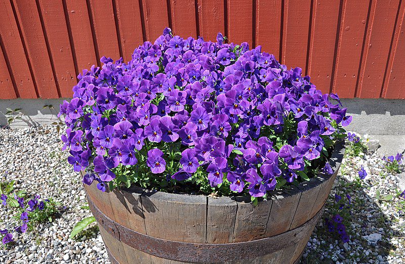 FIOŁEK TRÓJBARWNY - NA TRĄDZIK - VIOLA TRICOLOR