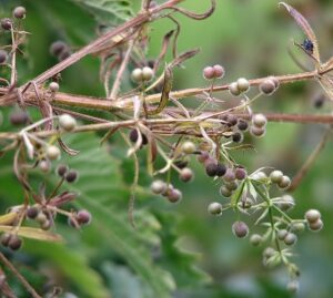 PRZYTULIA CZEPNA - ZIOŁOWA KAWA - GALIUM APARINE