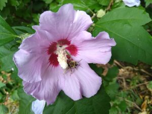 HIBISKUS OGRODOWY RÓŻOWY - HIBISCUS SYRIACUS - KETMIA SYRYJSKA