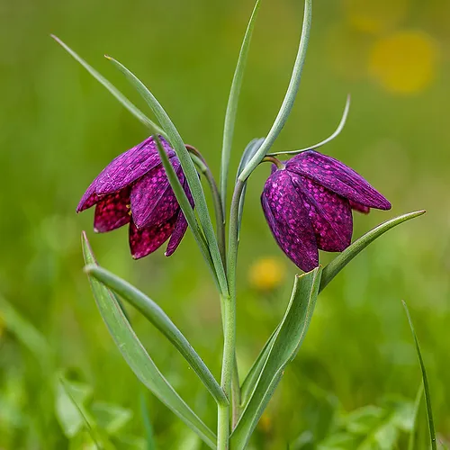 SZACHOWNICA KOSTKOWATA - FRITILLARIA MELEAGRIS - obrazek 2