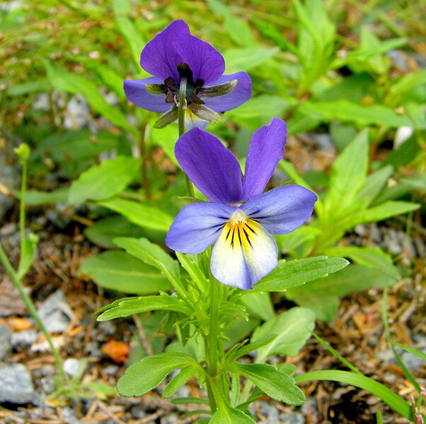 FIOŁEK TRÓJBARWNY - NA TRĄDZIK - VIOLA TRICOLOR - obrazek 2