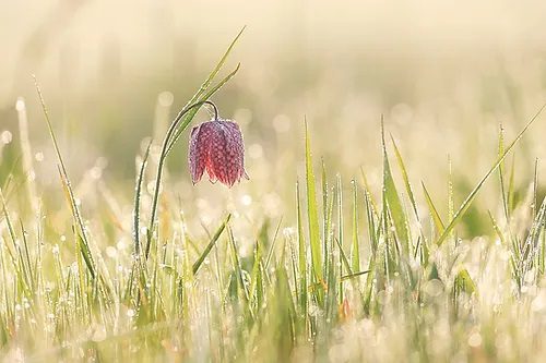 SZACHOWNICA KOSTKOWATA - FRITILLARIA MELEAGRIS - obrazek 6