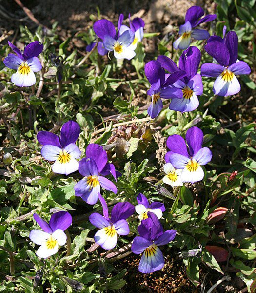 FIOŁEK TRÓJBARWNY - NA TRĄDZIK - VIOLA TRICOLOR - obrazek 3