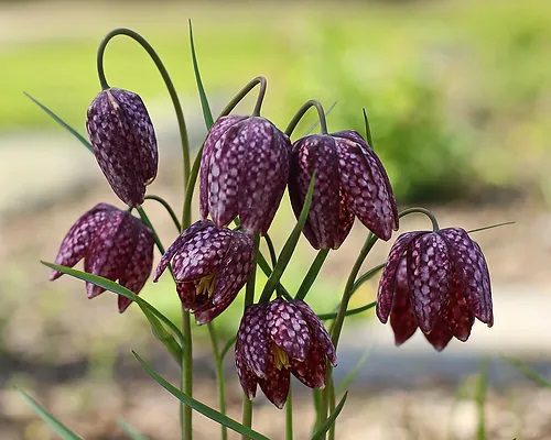 SZACHOWNICA KOSTKOWATA - FRITILLARIA MELEAGRIS