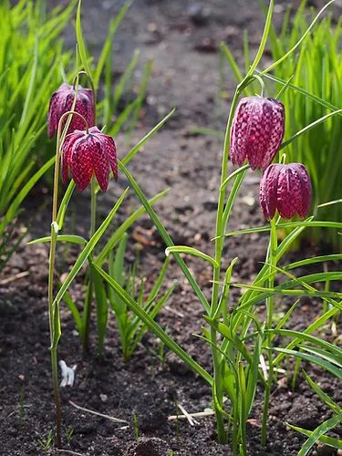 SZACHOWNICA KOSTKOWATA - FRITILLARIA MELEAGRIS - obrazek 5