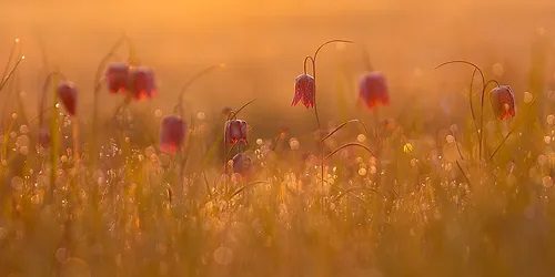 SZACHOWNICA KOSTKOWATA - FRITILLARIA MELEAGRIS - obrazek 4