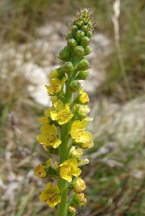 RZEPIK - ZIELE WĄTROBOWE - AGRIMONIA EUPATORIA