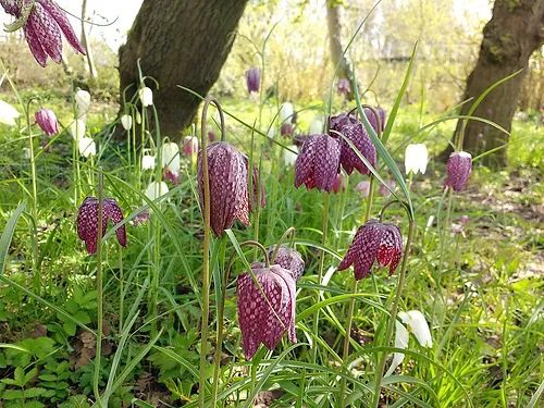 SZACHOWNICA KOSTKOWATA - FRITILLARIA MELEAGRIS - obrazek 3