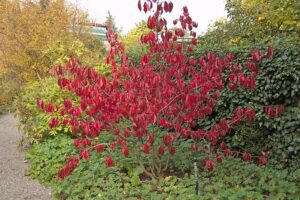 TRZMIELINA WIELKOKWIATOWA "RUBY WINE"- EUONYMUS GRANDIFLORUS