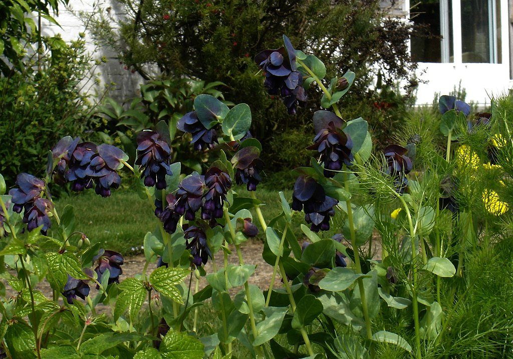 OŚMIAŁ WIELKI- CERINTHE MAJOR PURPURASCENS - obrazek 5