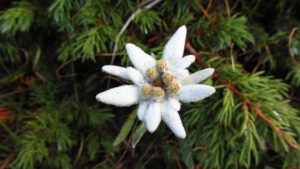 SZAROTKA ALPEJSKA - LEONTOPODIUM ALPINUM