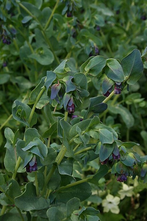 OŚMIAŁ WIELKI- CERINTHE MAJOR PURPURASCENS - obrazek 4