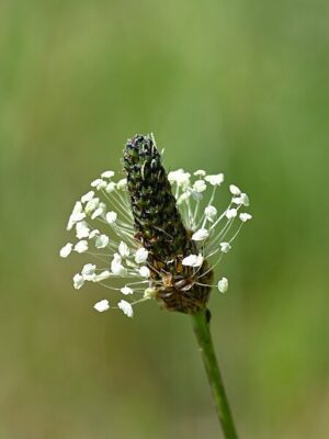 BABKA LANCETOWATA - PLANTAGO LANCEOLATA