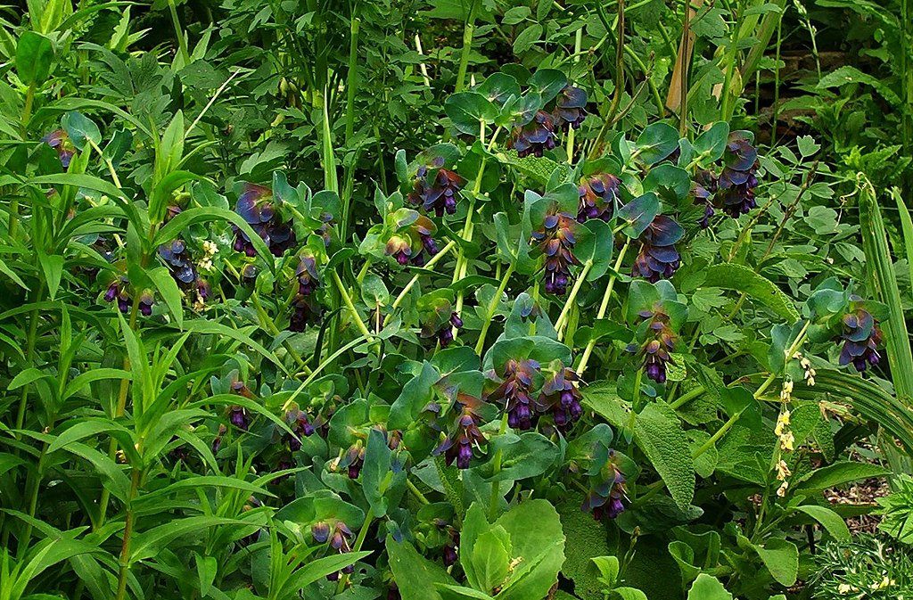 OŚMIAŁ WIELKI- CERINTHE MAJOR PURPURASCENS - obrazek 3