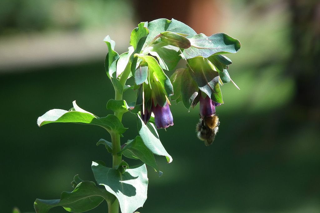 OŚMIAŁ WIELKI- CERINTHE MAJOR PURPURASCENS - obrazek 2