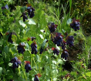 OŚMIAŁ WIELKI- CERINTHE MAJOR PURPURASCENS