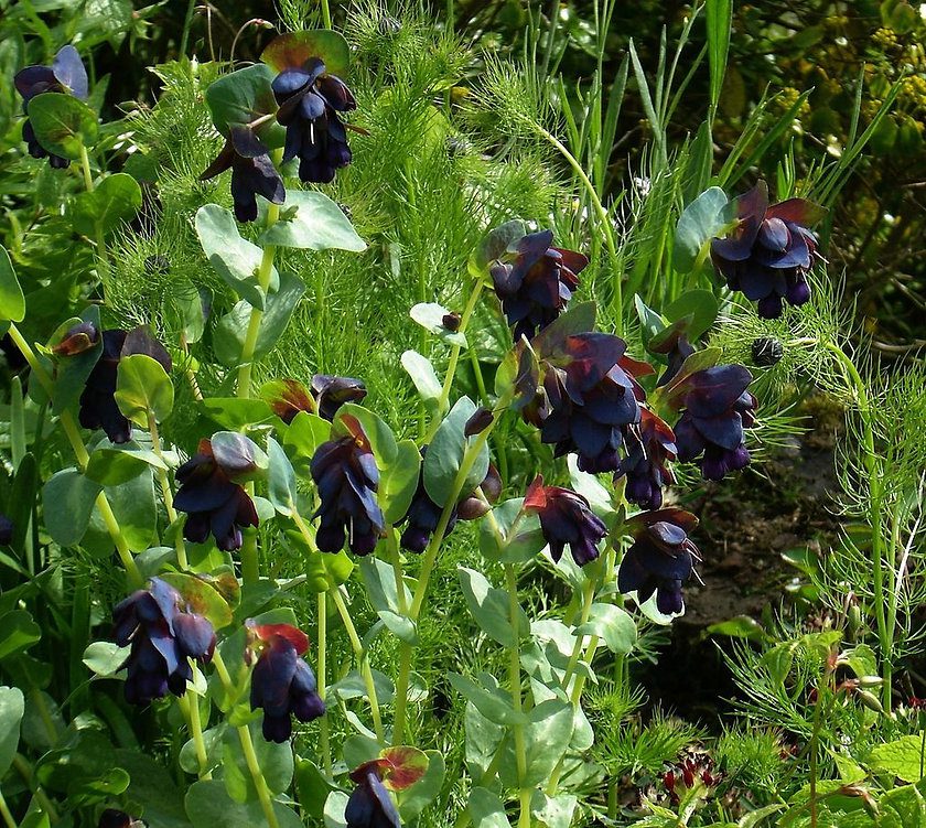 OŚMIAŁ WIELKI- CERINTHE MAJOR PURPURASCENS