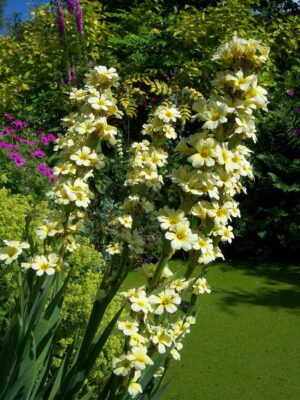 MIECZNICA SZEROKOLISTNA - SISYRINCHIUM STRIATUM