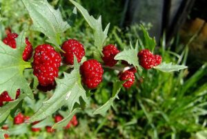 SZPINAK TRUSKAWKOWY-CHENOPODIUM CAPITATUM - KOMOSA GŁÓWKOWATA