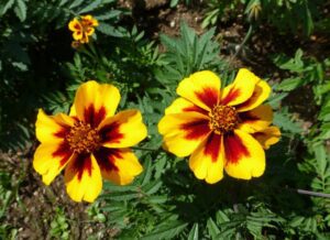 AKSAMITKA ROZPIERZCHŁA -TAGETES PATULA - NAUGHTY MARIETTA