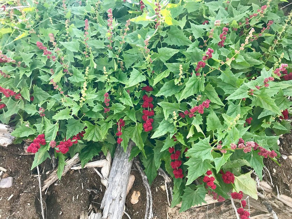 SZPINAK TRUSKAWKOWY-CHENOPODIUM CAPITATUM - KOMOSA GŁÓWKOWATA - obrazek 2