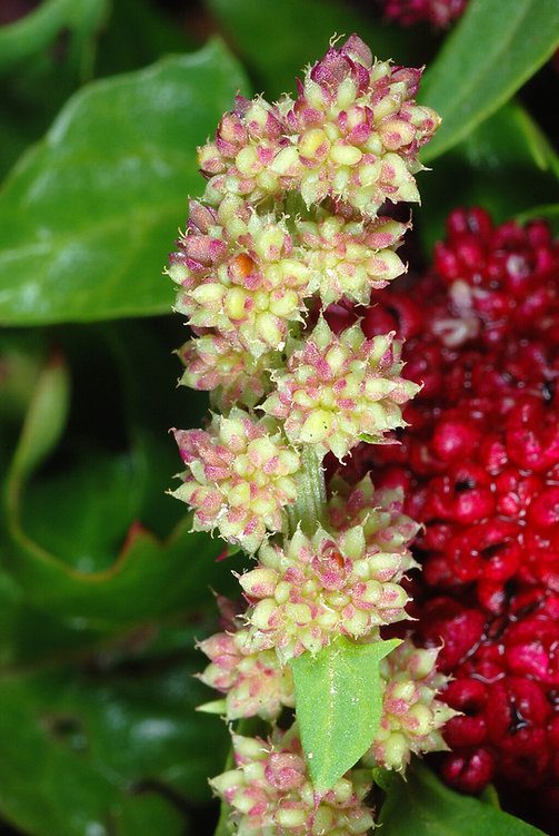 SZPINAK TRUSKAWKOWY-CHENOPODIUM CAPITATUM - KOMOSA GŁÓWKOWATA - obrazek 3
