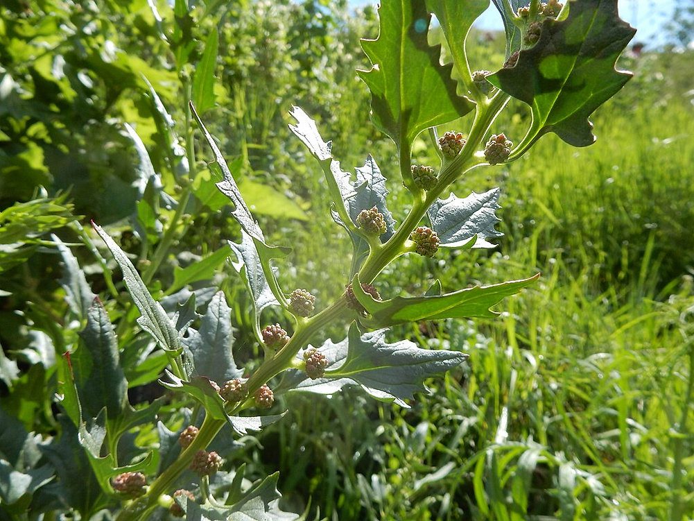 SZPINAK TRUSKAWKOWY-CHENOPODIUM CAPITATUM - KOMOSA GŁÓWKOWATA - obrazek 4