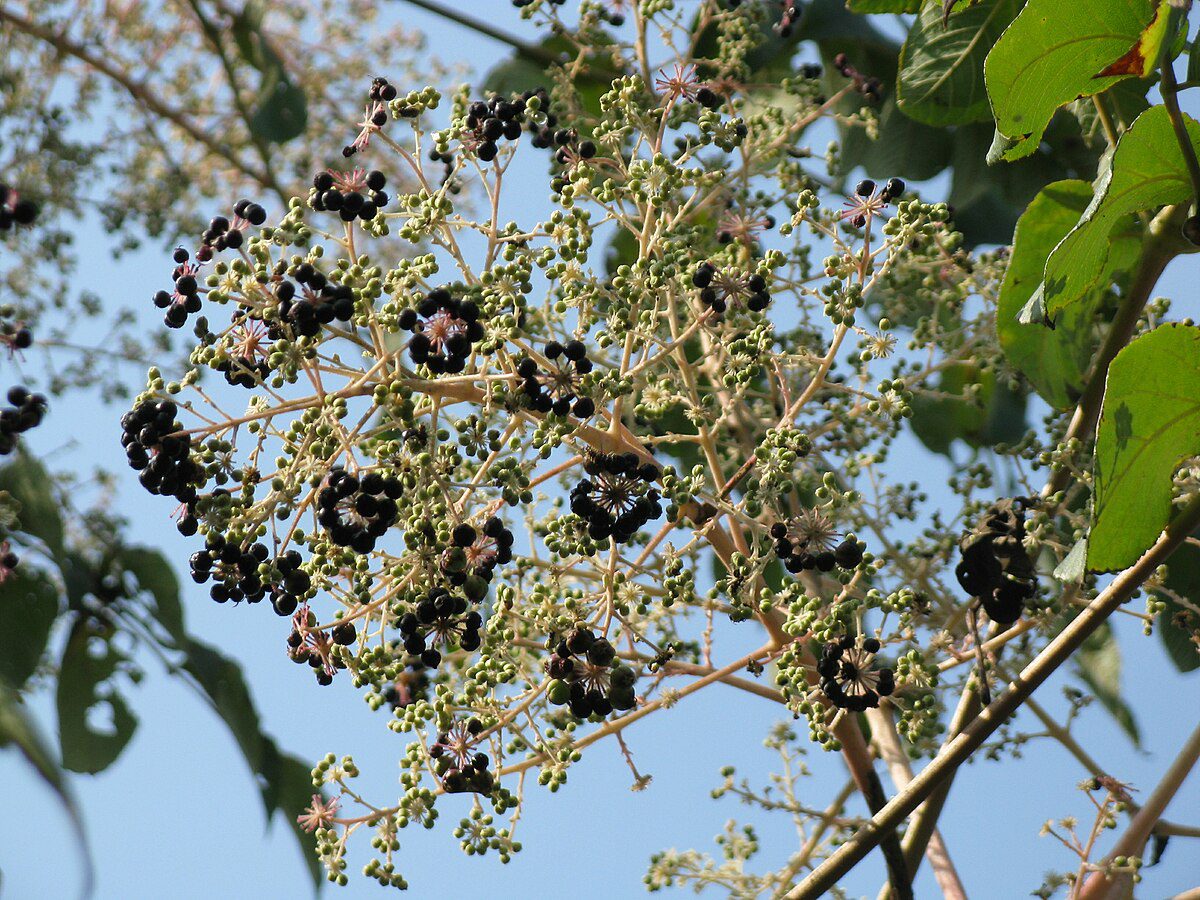 ARALIA JAPOŃSKA - ARALIA ELATA - obrazek 3